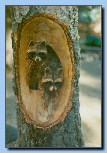 1-52 raccoons carved into tree stump